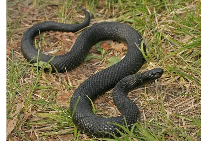 Жителя Гёйчая укусила змея