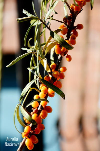 Киш: в Азербайджане есть место, где исполняются желания