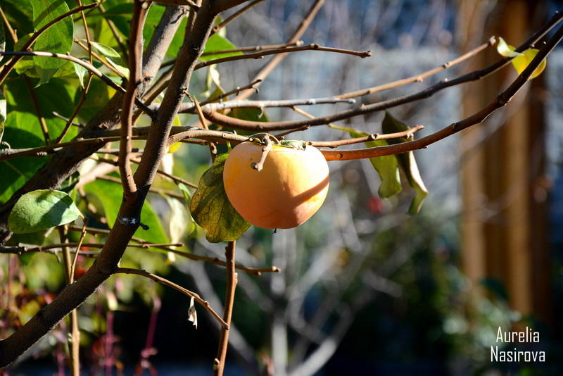 Киш: в Азербайджане есть место, где исполняются желания