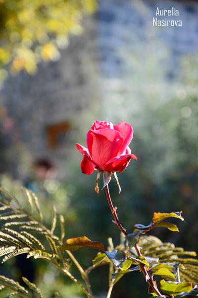 Киш: в Азербайджане есть место, где исполняются желания