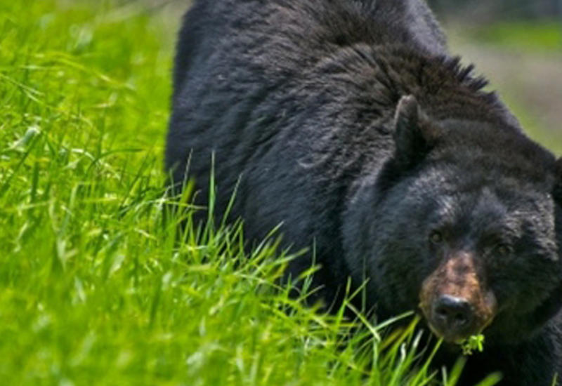 В США медведь выбежал на поле для гольфа, прервав игру