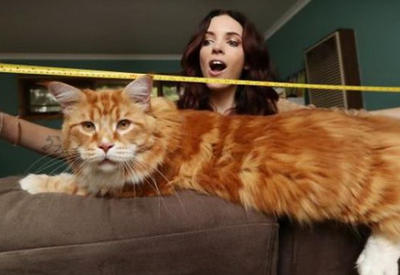 Мейн-кун Омар – самый длинный котофей планеты