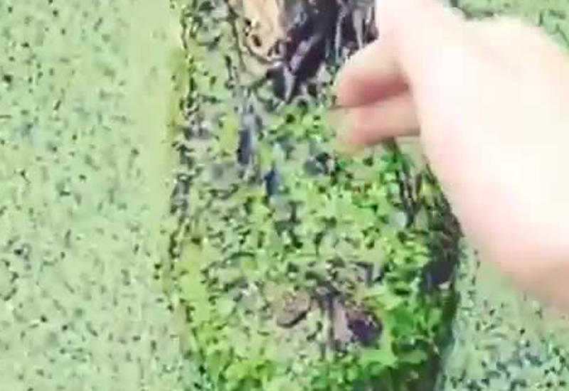 Парень попытался потрогать аллигатора и лучше бы он этого не делал