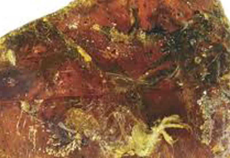 Ученые показали птенца, застывшего в янтаре 99 млн лет назад