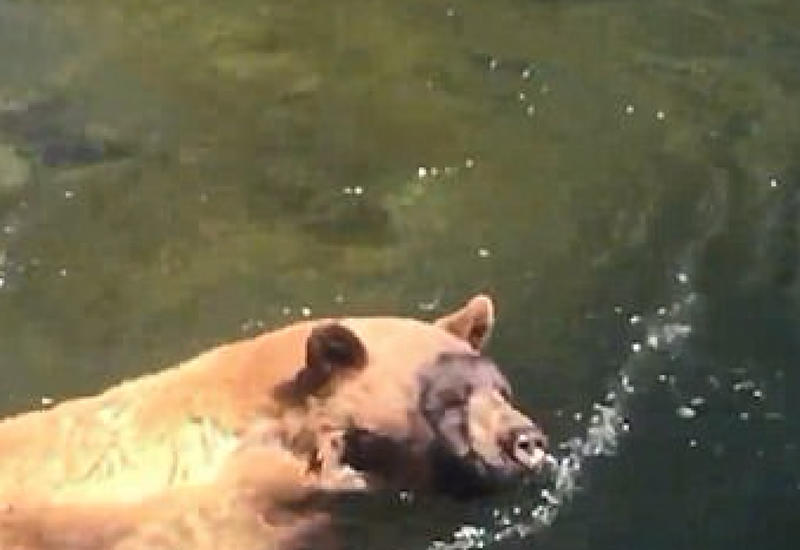 Невезучего гризли смыло в водопад