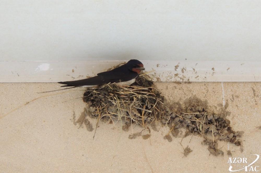 Ласточки вьют гнезда в освобожденном селе Джоджуг Мерджанлы