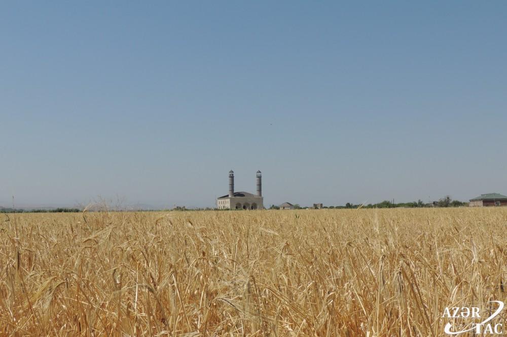 Ласточки вьют гнезда в освобожденном селе Джоджуг Мерджанлы