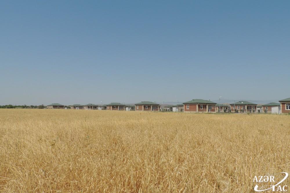 Ласточки вьют гнезда в освобожденном селе Джоджуг Мерджанлы