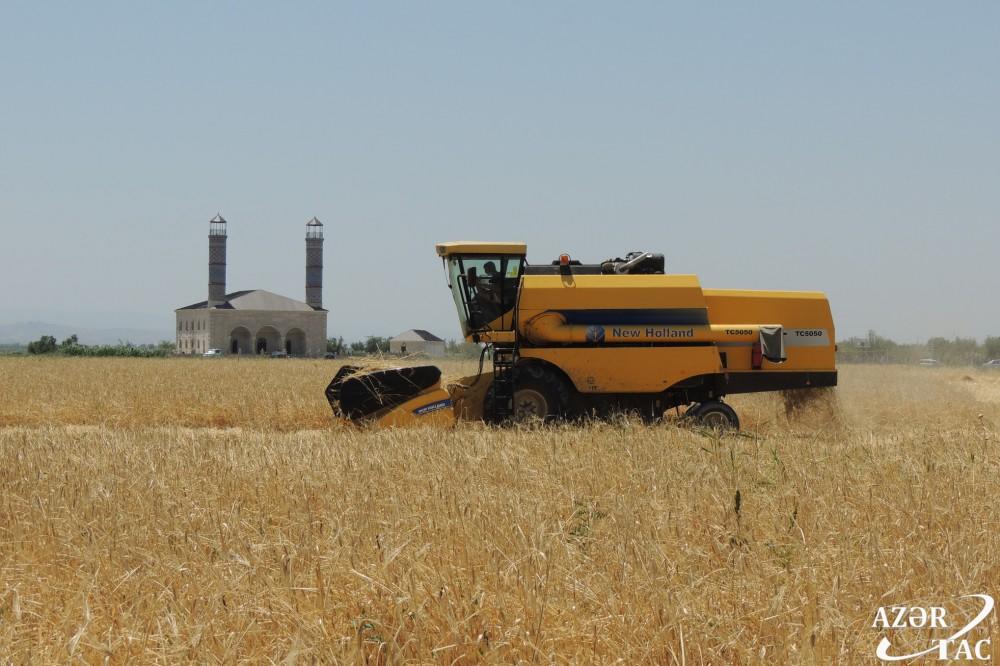 Ласточки вьют гнезда в освобожденном селе Джоджуг Мерджанлы