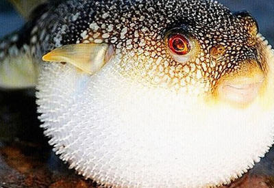 Рейтинг самой опасной еды мира <span class="color_red">- ФОТО</span>