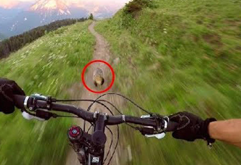 Велосипедист проиграл сурку в гонке на горной тропе
