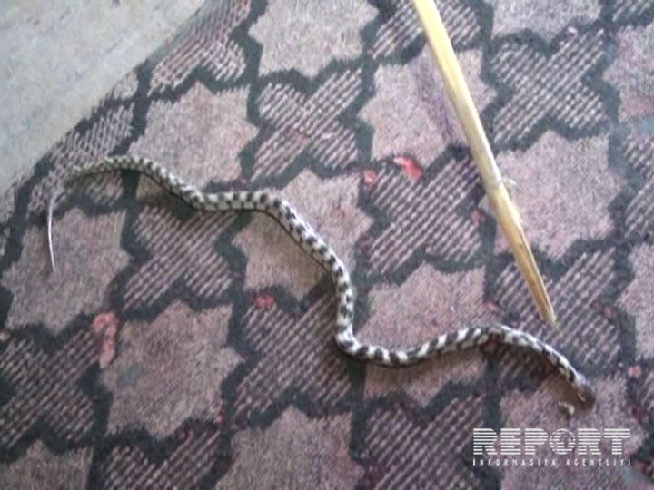 Змеи заполонили дом жителя Имишли