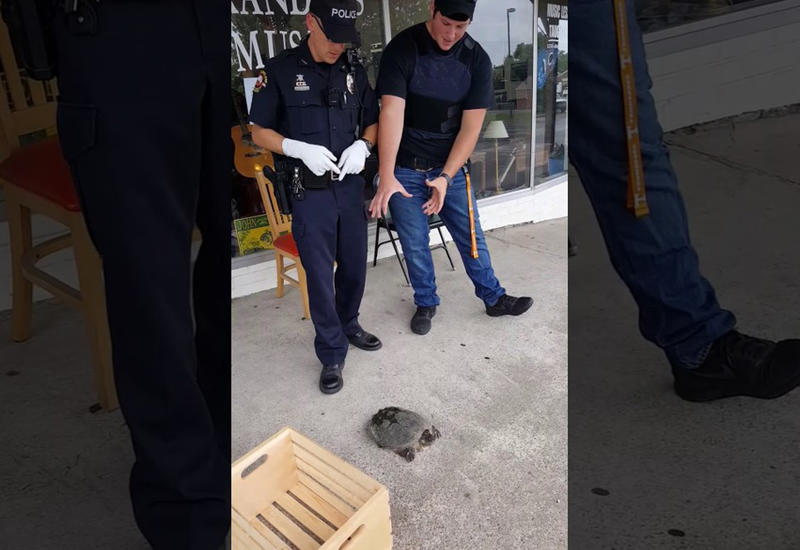 Коп решил спасти черепаху и отнести обратно к озеру, но что-то пошло не так