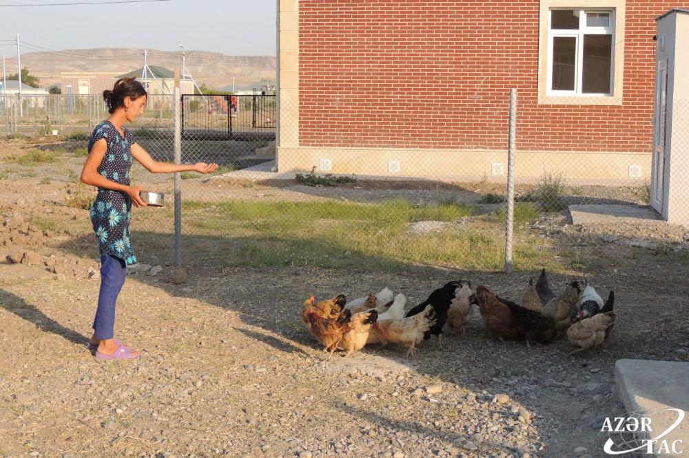 Спустя 24 года в Джоджуг Мерджанлы вновь зацвело гранатовое дерево