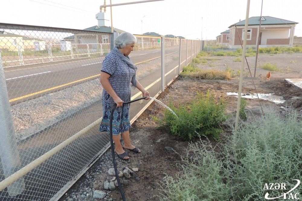 Спустя 24 года в Джоджуг Мерджанлы вновь зацвело гранатовое дерево