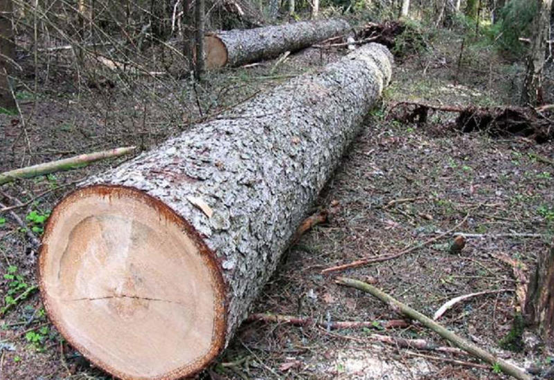 В Азербайджане возбуждены уголовные дела по факту незаконной вырубки деревьев