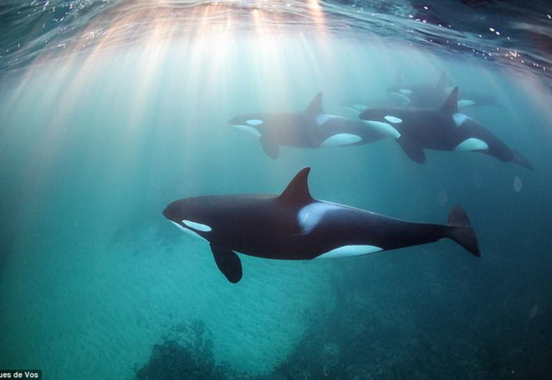 Фридайвинг с косатками: бесстрашный фотограф в окружении кровожадных хищников