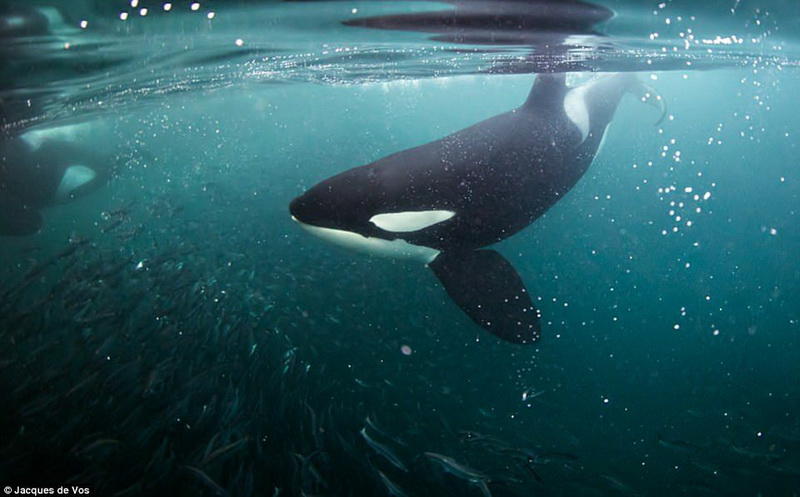 Фридайвинг с косатками: бесстрашный фотограф в окружении кровожадных хищников