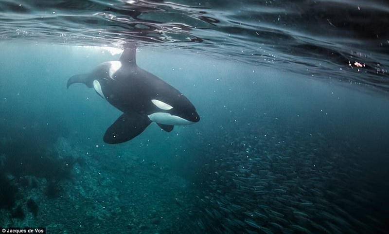 Фридайвинг с косатками: бесстрашный фотограф в окружении кровожадных хищников