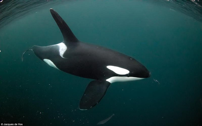 Фридайвинг с косатками: бесстрашный фотограф в окружении кровожадных хищников