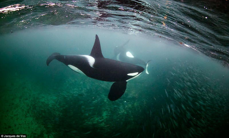 Фридайвинг с косатками: бесстрашный фотограф в окружении кровожадных хищников