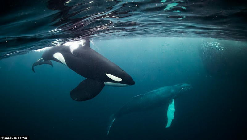 Фридайвинг с косатками: бесстрашный фотограф в окружении кровожадных хищников