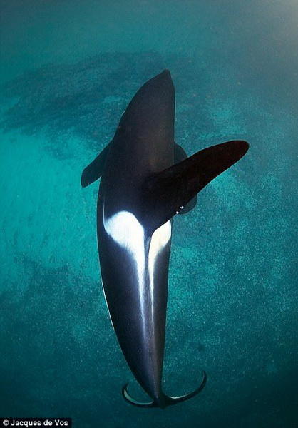 Фридайвинг с косатками: бесстрашный фотограф в окружении кровожадных хищников