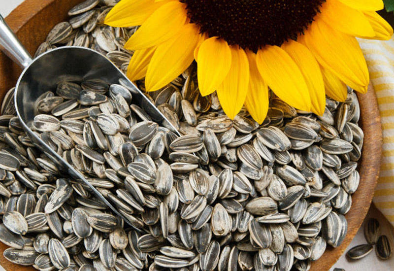 Günəbaxan tumunun faydaları