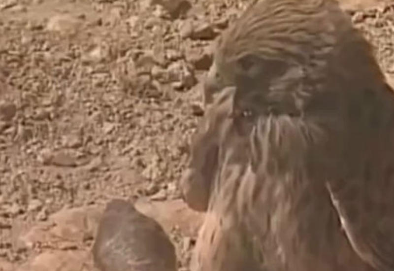 Хищная птица вступила в схватку сначала со змеей, а потом с ящерицей