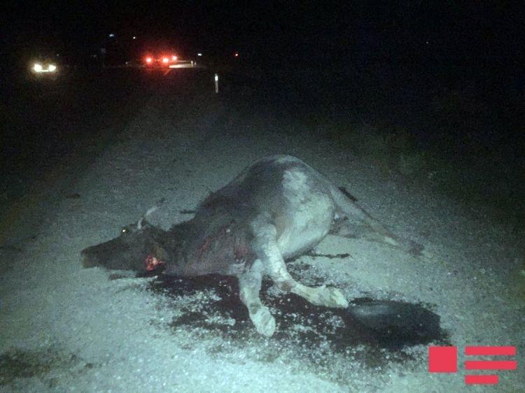 В Исмаиллы автомобиль сбил буйвола