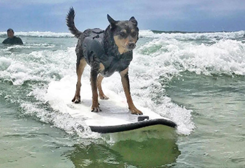 Катающиеся на серфинге собаки впечатлили пользователей Сети