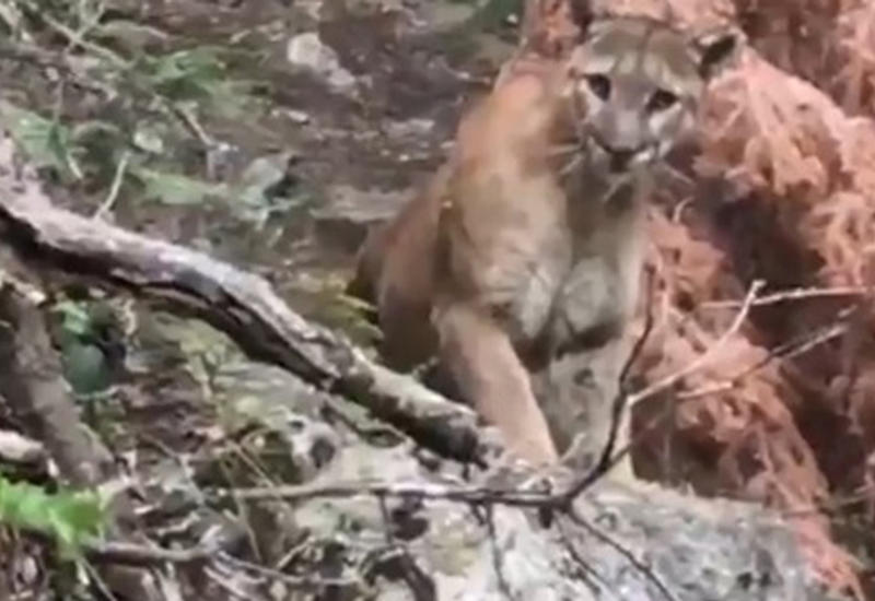 Туристов на прогулке шокировал горный лев
