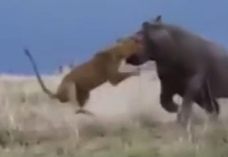 Львица напала на спящего бегемота и пожалела об этом