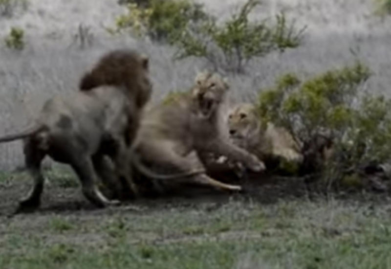 Львица попыталась поставить на место царя зверей, защищая от него еду