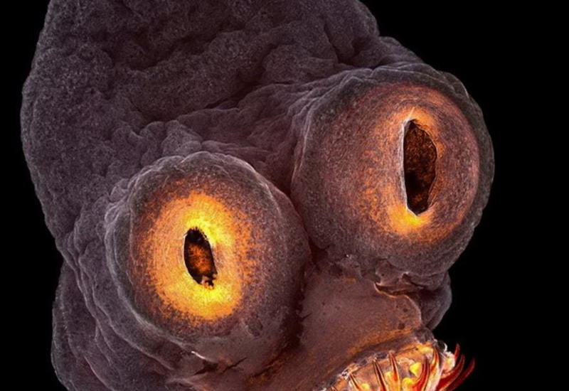 Нереальные снимки, участвующие в конкурсе International Images for Science