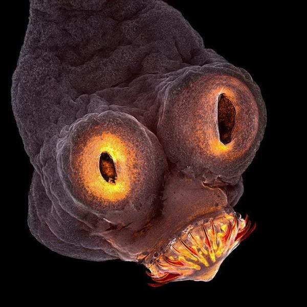 Нереальные снимки, участвующие в конкурсе International Images for Science