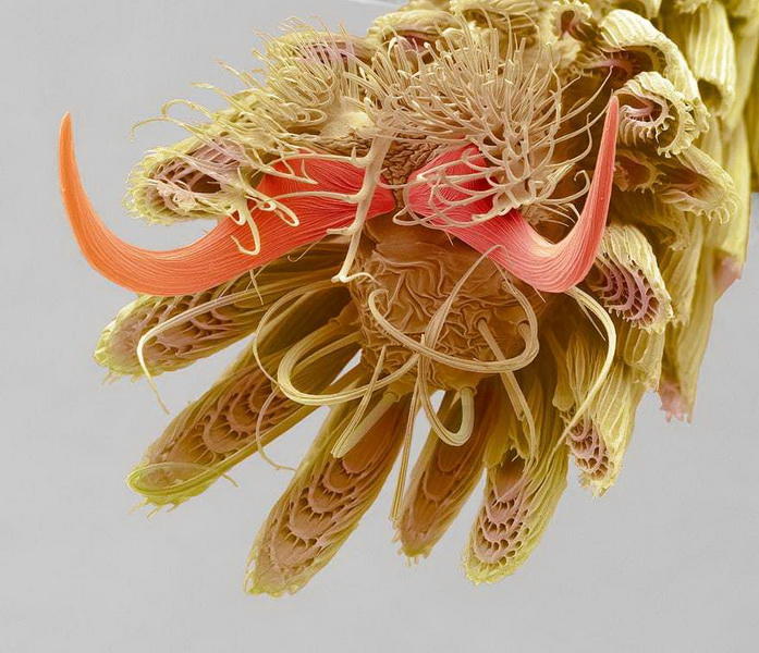 Нереальные снимки, участвующие в конкурсе International Images for Science