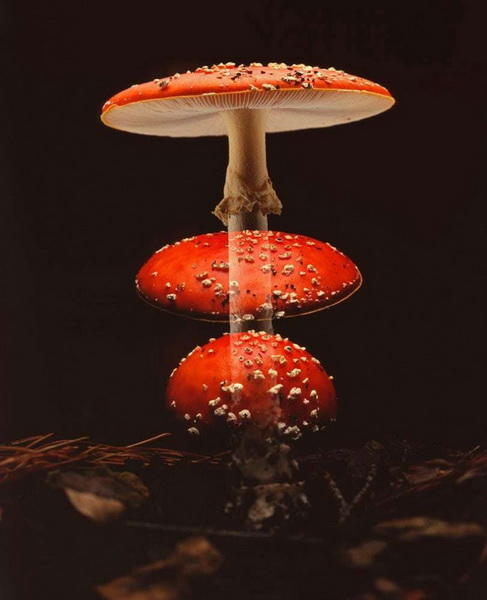 Нереальные снимки, участвующие в конкурсе International Images for Science