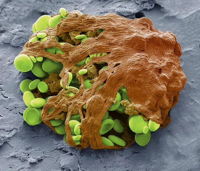 Нереальные снимки, участвующие в конкурсе International Images for Science
