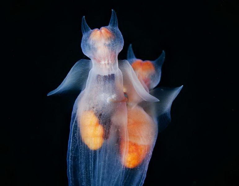Нереальные снимки, участвующие в конкурсе International Images for Science