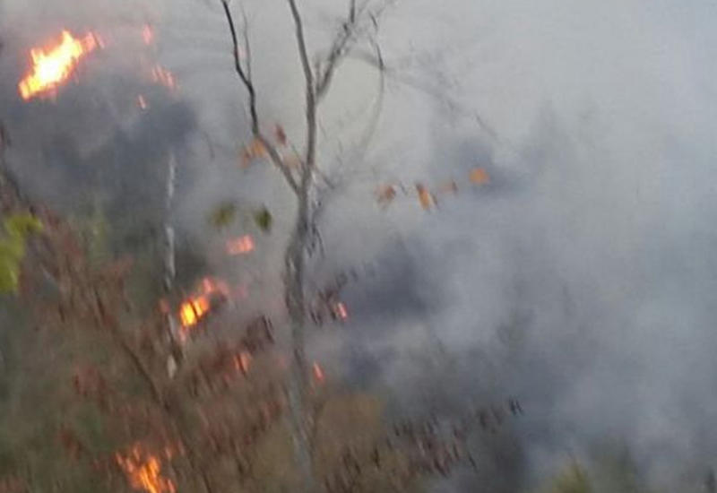 МЭПР: Пожар в Габале взят под контроль