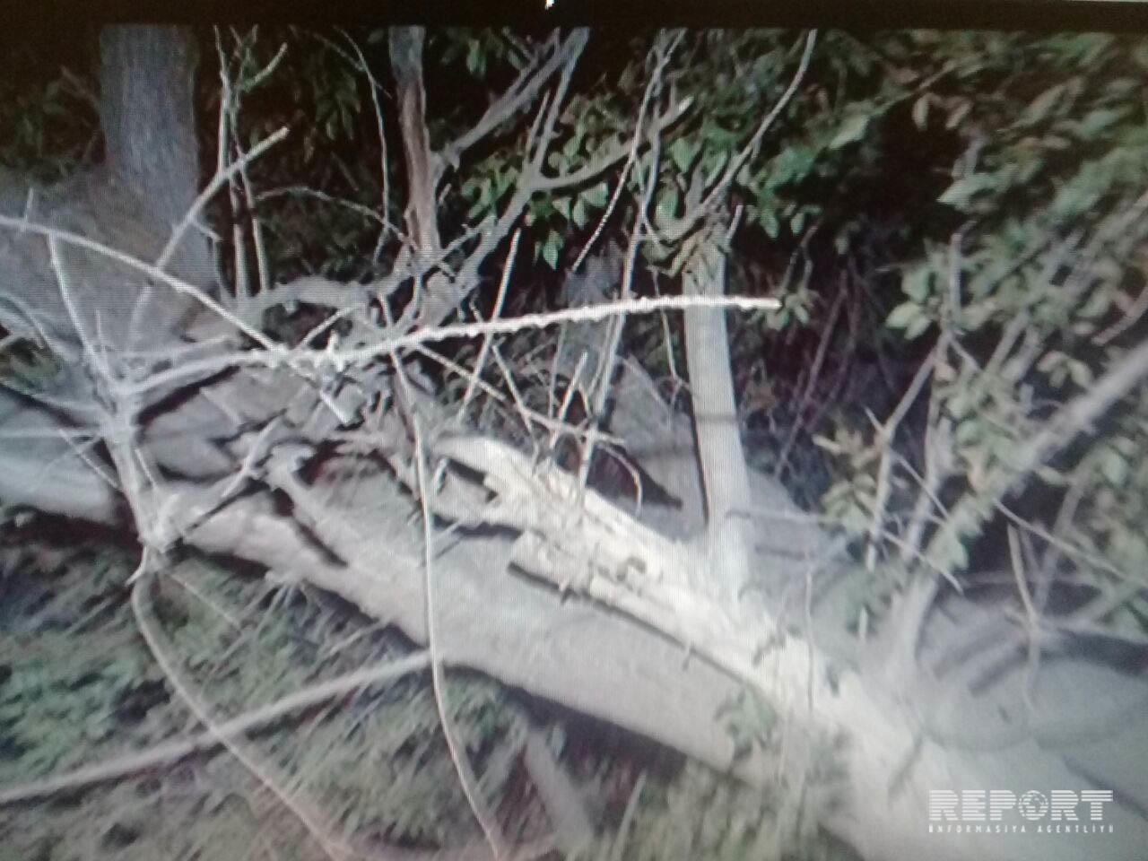 Bakıda güclü külək nəticəsində bir neçə ağac aşıb