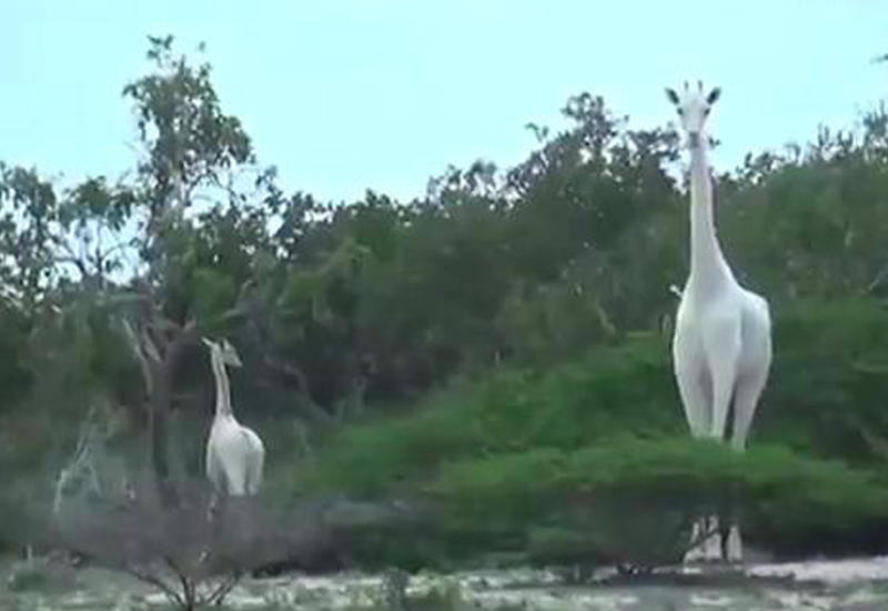 На кадры впервые попали редкие белые жирафы