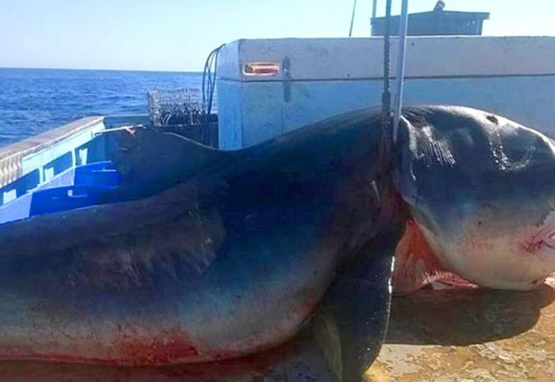 10 самых невероятных уловов в мире