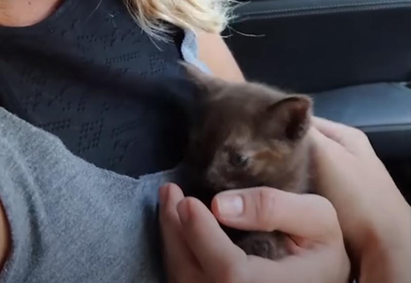 Спасение котенка накануне урагана Ирма!