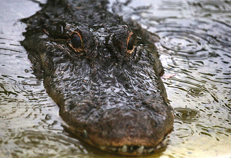 Жуткий момент, когда рядом с купающимся псом оказался аллигатор, попал на камеры