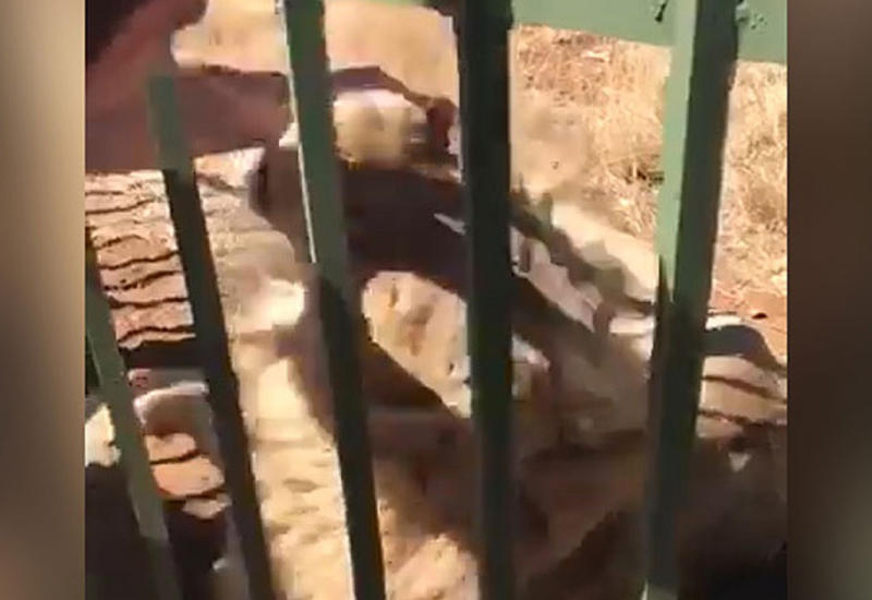 Лев укусил пытавшегося его погладить регбиста