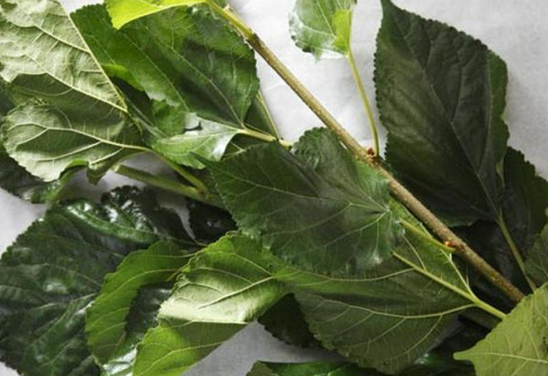 Tut yarpağının müalicəvi xüsusiyyətləri