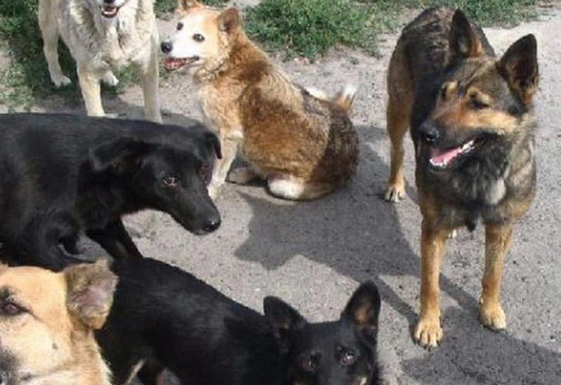 Bakıda sahibsiz itlər 7 yaşlı qıza hücum etdi