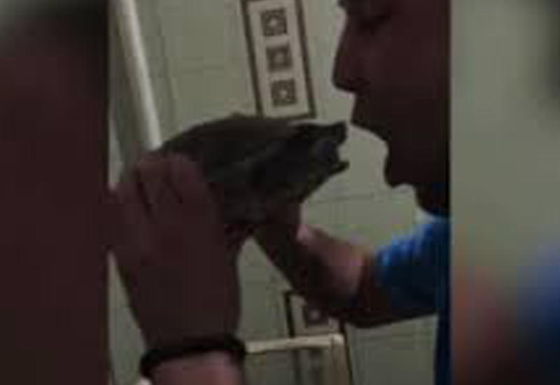 Этот парень решил поцеловать черепаху. Слабонервным лучше не смотреть